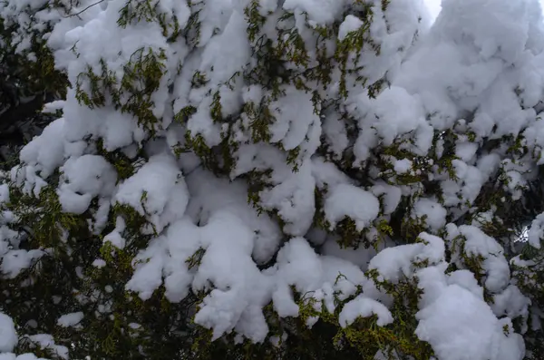 Snow Lies Large Layer Branches Trees Extreme Precipitation Events — Stock Photo, Image