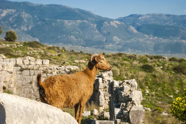 Türkiye Halkla İlişkiler'in Güney sahil üzerinde dağ keçileri (Capra)