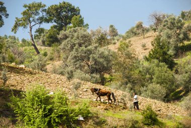 Bir köylü arazi Türkiye'nin güneyi dağlık bir bölgede çiftçilik