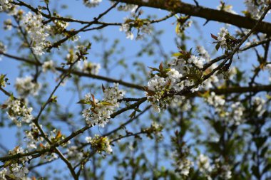 Çiçek açan ağaç ve mavi gökyüzü ile bahar arkaplanı 