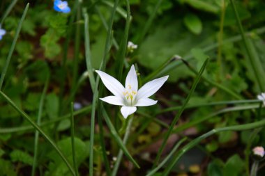 Yeşil arka planda yaprakları ve otları olan Ornithogalum beyaz bahar çiçeği