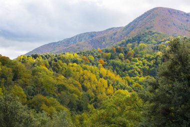 Sonbahar ağacı yaprakları renkli doğa mevsimi