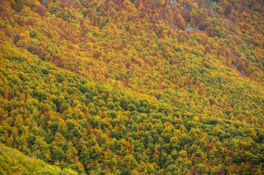 bir ormanda sonbahar yaprakları 
