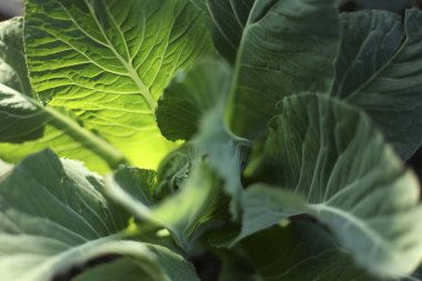 Yeşil pazı sağlığını güneş ışığıyla kapatın.