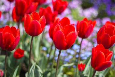 Renkli lale tarlası Baharat Bahçesi Çiçekçisi Hollanda Turizmi