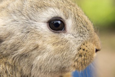 Çiftlik arka planında bebek tavşan gözünü kapat.