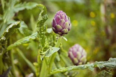 Arka planda enginarlar