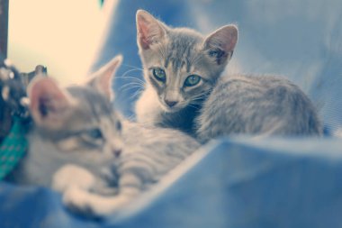 portrait of kitten with natural light in a farm