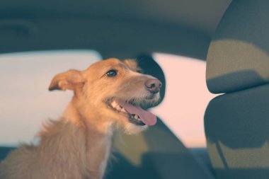 Köpek mutlu yolculuklar plaj arabası.