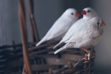 Basketteki beyaz kanarya kuşları 