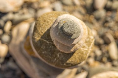 Taş plajda salyangoz Yazın gün batımı