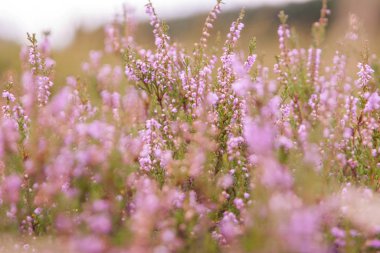 field of pink flowersspring