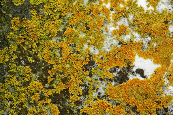 Perto Líquen Amarelo Uma Rocha — Fotografia de Stock