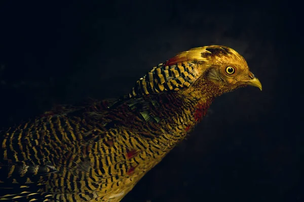 Golden Pheasant exotic bird animal on black background