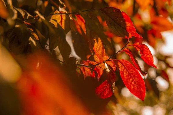 Red Fall Autumn Leaves Tree Close — Stock Photo, Image