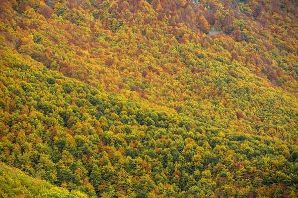 Bir Ormanda Sonbahar Yaprakları — Stok fotoğraf