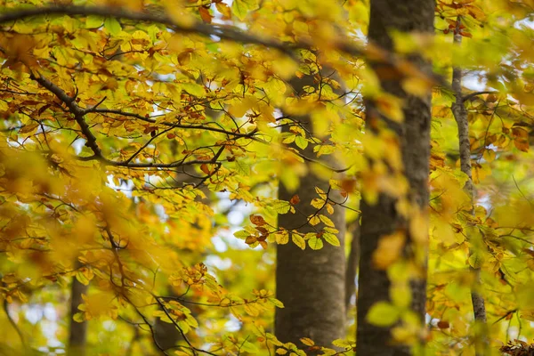 Feuilles Automne Trois Automne Dans Forêt — Photo