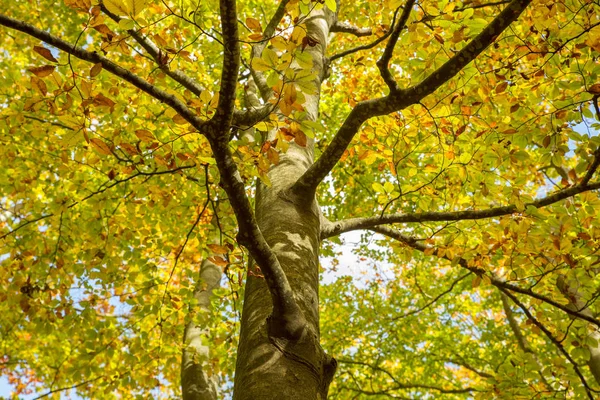 Autumn Fall Three Forest — Stock Photo, Image