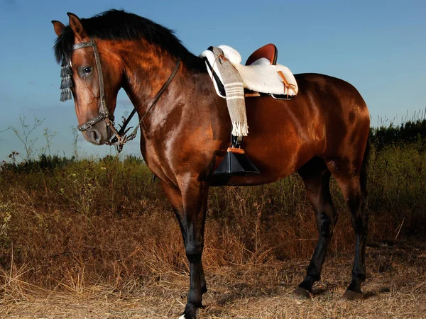 茶色の馬の肖像画の美しさ — ストック写真
