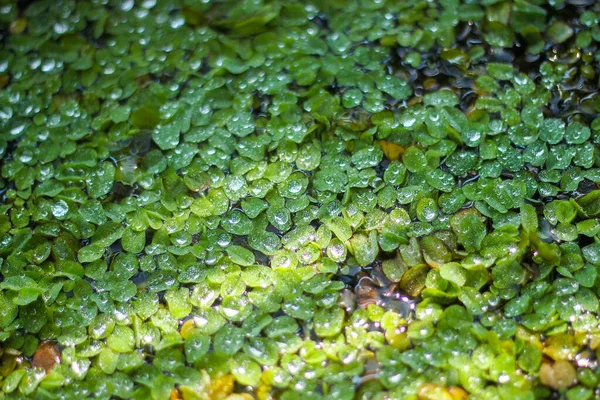 Gros Plan Gouttes Sur Fond Serre Feuille Verte — Photo