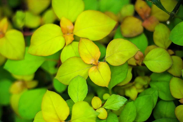 Close Drops Green Leaf Greenhouse Background — Stock Photo, Image