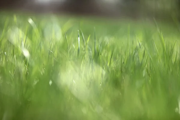 Close Grass Garden Sunshine — стоковое фото