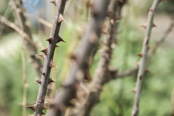 Ramo Com Espinhos Uma Árvore Primavera — Fotografia de Stock