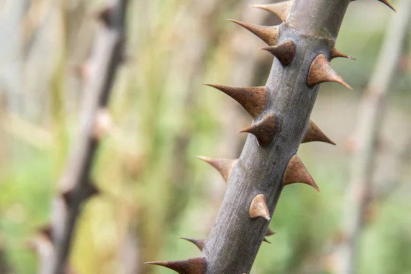 Zweig Mit Dornen Eines Baumes Frühling — Stockfoto