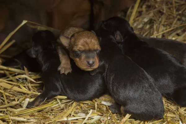 Puppies new born in farm