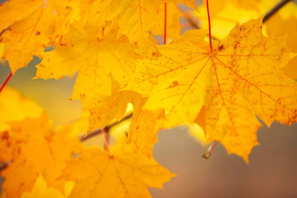 Close Fall Leaves Autumn Theme — Stock Photo, Image