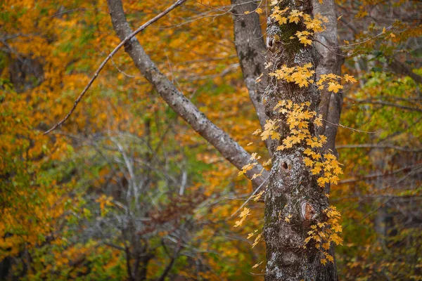 Close Fall Leaves Autumn Theme — Stock Photo, Image