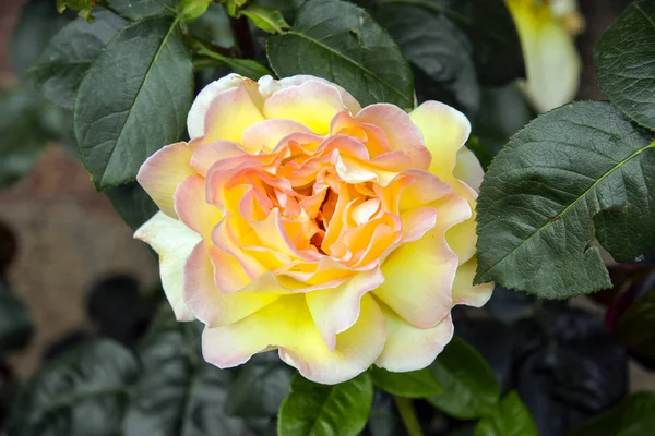 Close Rosa Amarela Jardim Verde — Fotografia de Stock