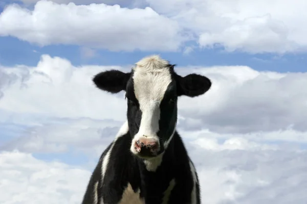 Retrato Uma Vaca Com Fundo Azul Céu — Fotografia de Stock