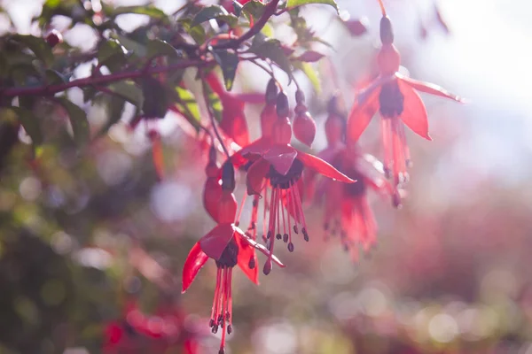 Pink Magenta Flower Closeup Summer Spring — Stockfoto