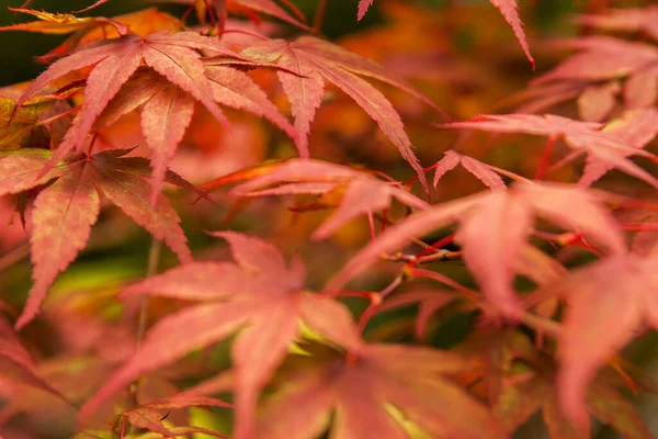 Japanese Maple Leaves Close Autumn Falling Leaves — Stock Photo, Image