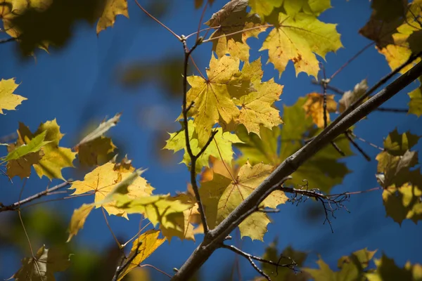 Autumn Leaves Colors Fall Tree — Stock Photo, Image