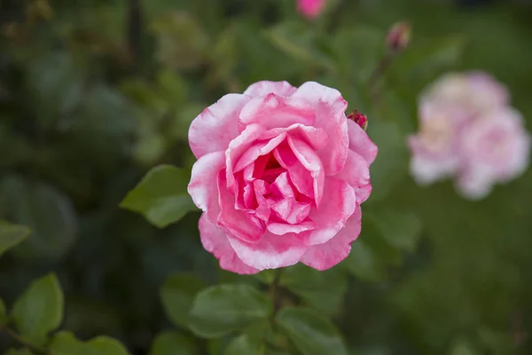 Rosa Rosa Jardín —  Fotos de Stock