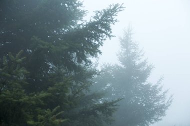 tree pines forest fog close up mist