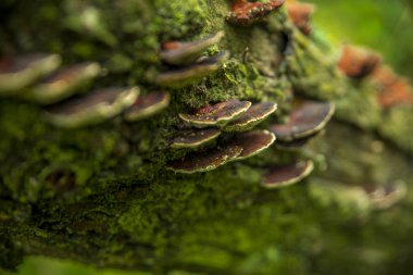 close up of funge tree mushroom