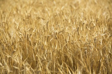 Wheat cereal field summer time