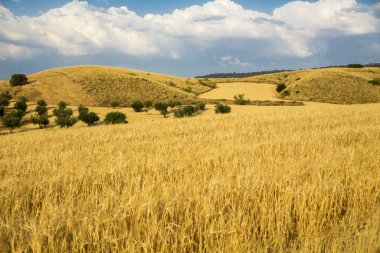 Wheat cereal field summer time