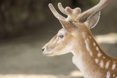 Bir odun yığını gibi vahşi bir geyik