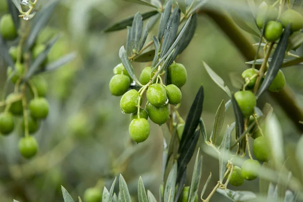 Зелені Оливки Крупним Планом Здорове Харчування Середземноморської Дієти — стокове фото