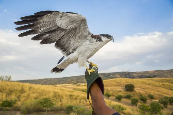 Bird Prey Falcon — Stock Photo, Image