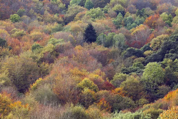 Autumn Forest Fall Otoo Falling Leaves Landscape Theme Three — Stock Photo, Image