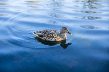 Koyu mavi sularda ördek.