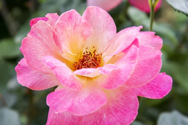 Primer Plano Una Rosa Rosa Amarillo Jardín —  Fotos de Stock