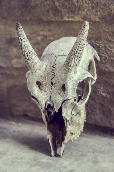 Retrato Cráneo Cabra Una Pared — Foto de Stock