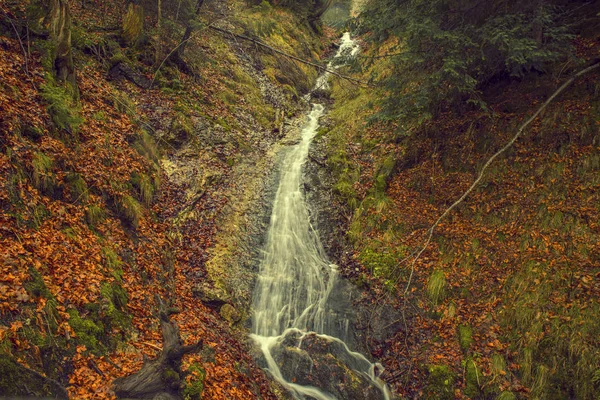 Petite Rivière Cascade Dans Une Forêt Automne Avec Des Feuilles — Photo