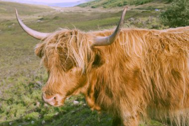 İskoçya 'nın Gökyüzü Adası' ndaki yeşil bir yaz tarlasında otlayan öküz ineği.